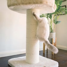 100cm Cat Scratching Post with Bed